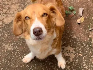 Cachorro raça SRD-ViraLata idade Abaixo de 2 meses nome Ainda nao possuem nome