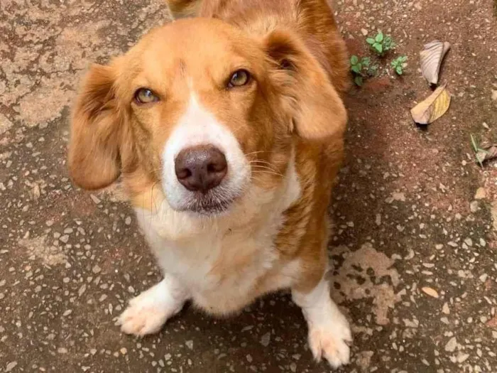 Cachorro ra a SRD-ViraLata idade Abaixo de 2 meses nome Ainda nao possuem nome