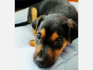 Cachorro raça SRD-ViraLata idade 2 a 6 meses nome Otto