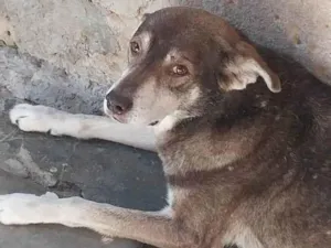 Cachorro raça  idade  nome Max