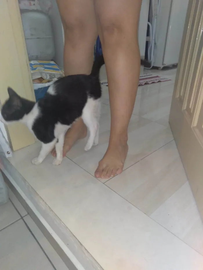 Gato ra a Indefinida idade 2 a 6 meses nome Luna/não possuí 