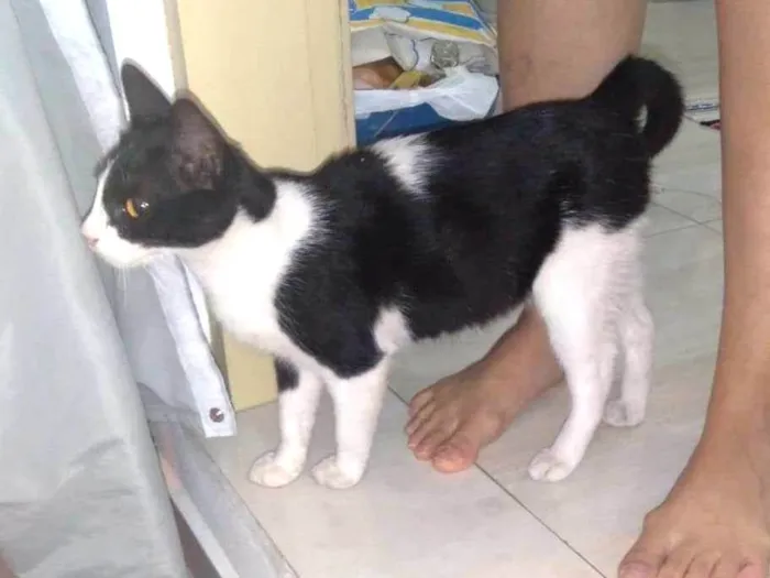 Gato ra a Indefinida idade 2 a 6 meses nome Luna/não possuí 