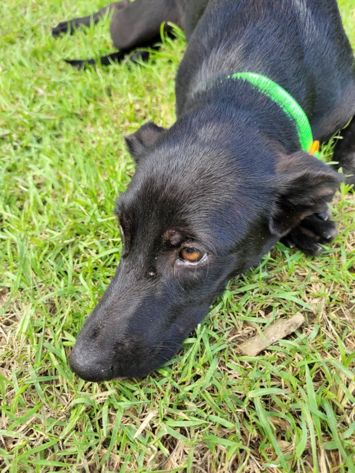 Cachorro raça Srd idade 7 a 11 meses nome Luah