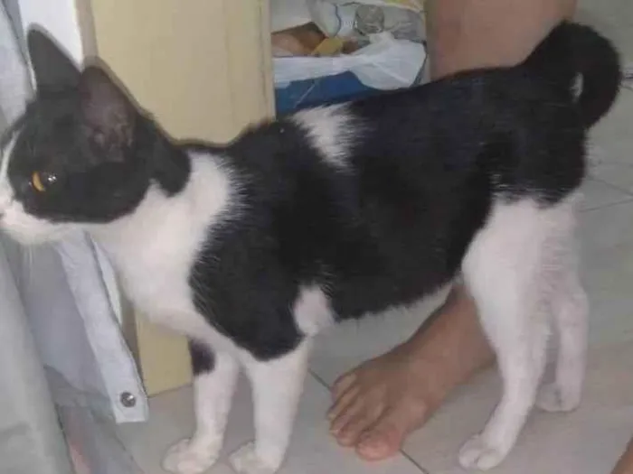 Gato ra a Indefinida idade 2 a 6 meses nome Luna/não possuí 