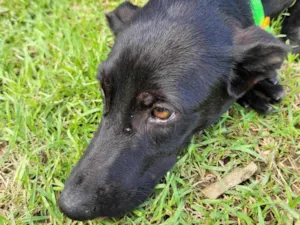 Cachorro raça Srd idade 7 a 11 meses nome Luah