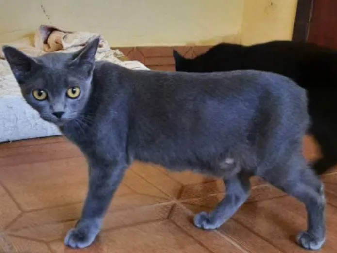 Gato ra a SRD-ViraLata idade 2 anos nome Puma e Felícia