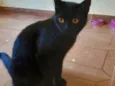 Puma e Felícia