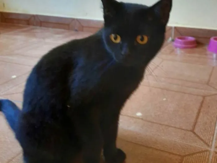Gato ra a SRD-ViraLata idade 2 anos nome Puma e Felícia
