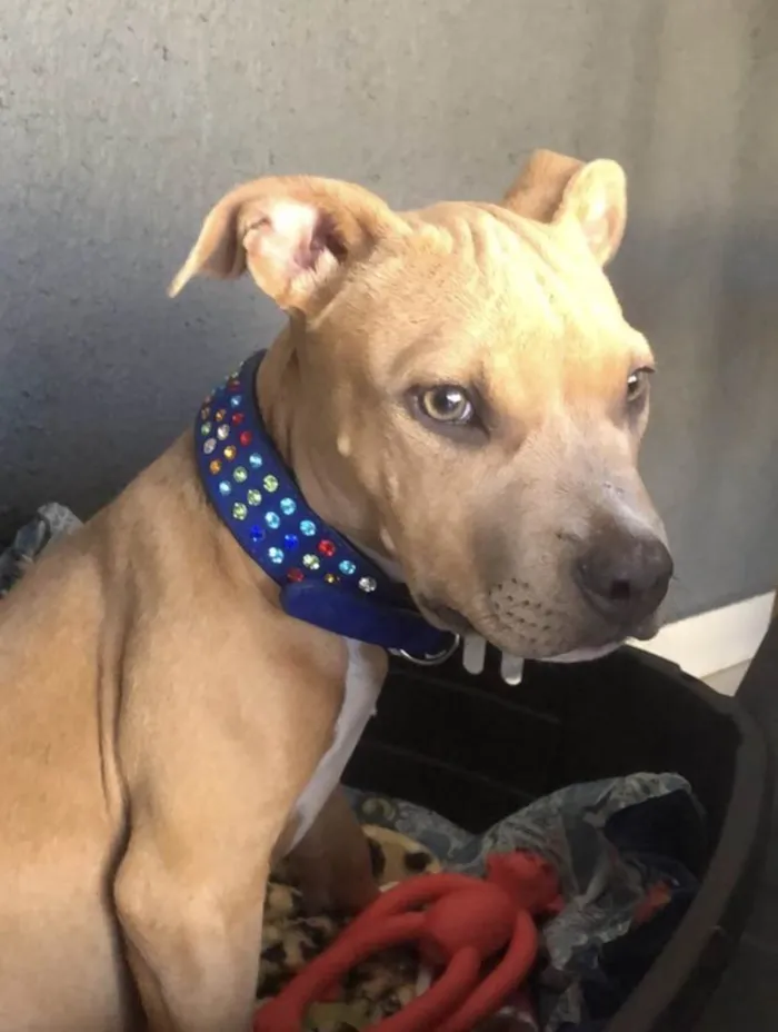 Cachorro ra a Mestico  idade 2 a 6 meses nome Hulk 