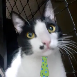 Gato raça Mestico  idade 7 a 11 meses nome Salim 
