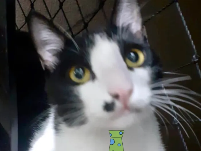 Gato ra a Mestico  idade 7 a 11 meses nome Salim 