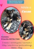 Cachorro raça SRD idade 2 a 6 meses nome Cacau 
