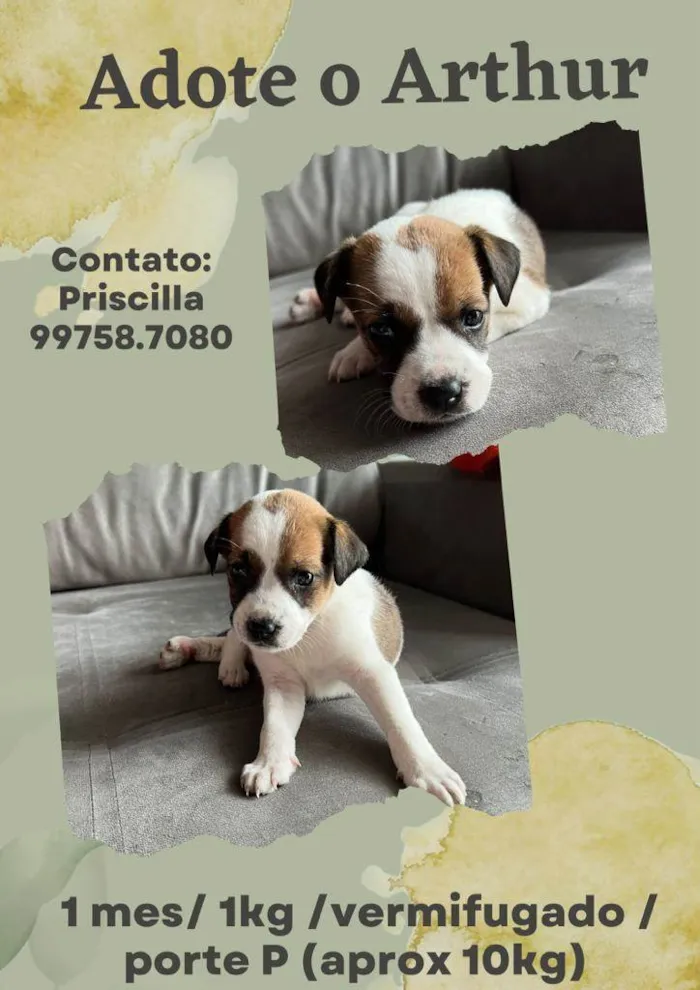 Cachorro raça SRD idade Abaixo de 2 meses nome Arthur 