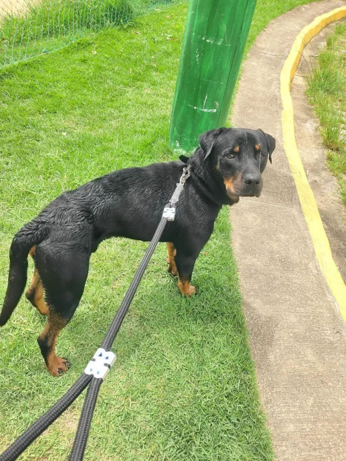 Cachorro ra a Rottweiler misturado com viralata  idade 5 anos nome Toquinho 