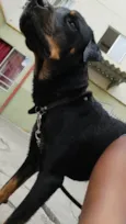 Toquinho