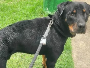 Cachorro raça Rottweiler misturado com viralata  idade 5 anos nome Toquinho 