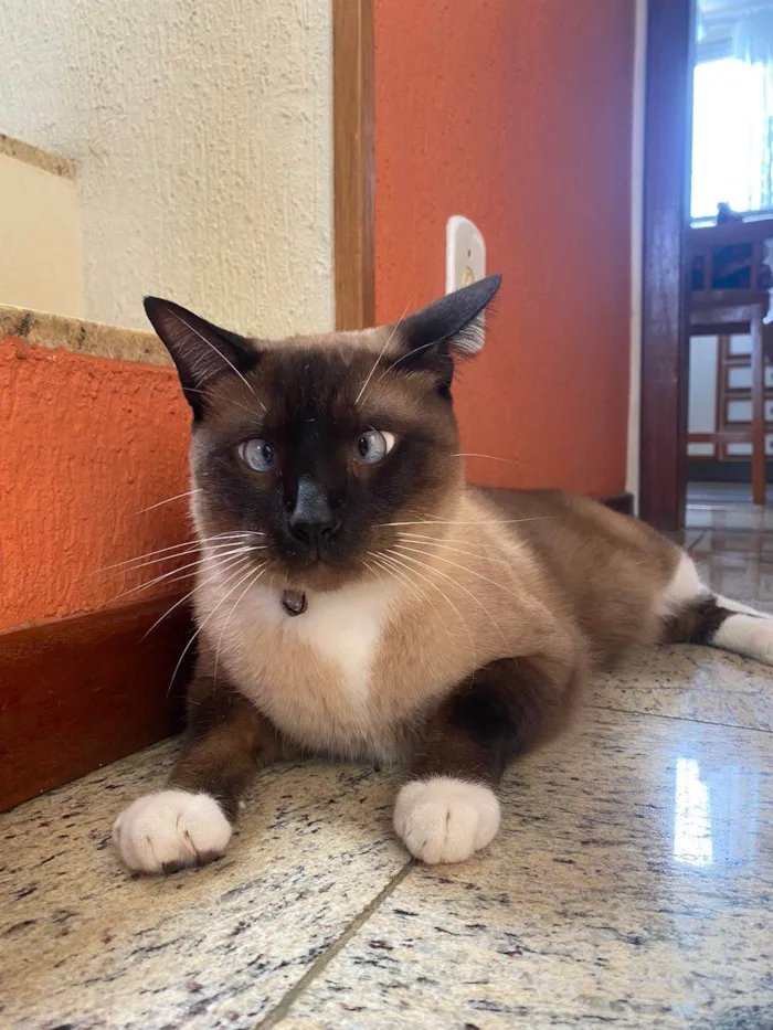 Gato ra a Siamês idade 4 anos nome Dino