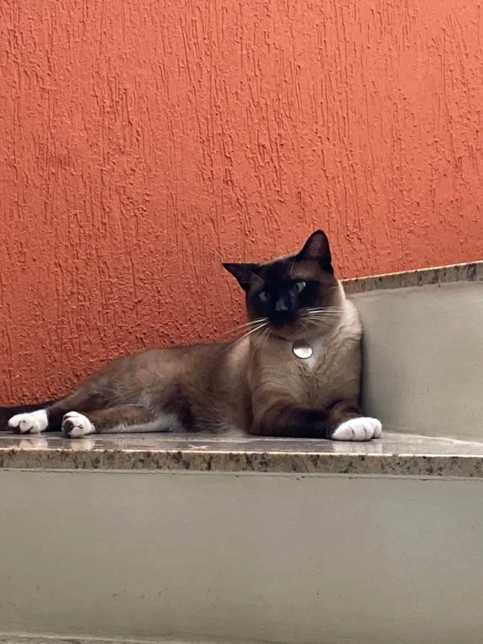 Gato ra a Siamês idade 4 anos nome Dino