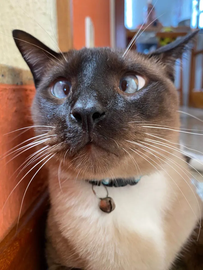 Gato ra a Siamês idade 4 anos nome Dino