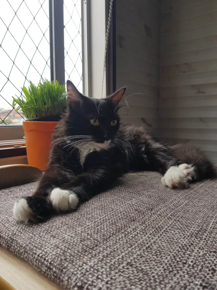 Gato raça SRD-ViraLata idade 2 a 6 meses nome Galateia