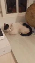 Pirata