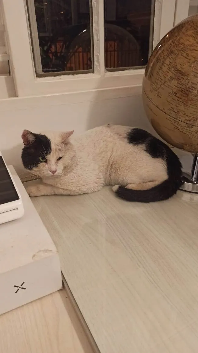 Gato ra a SRD idade 2 anos nome Pirata