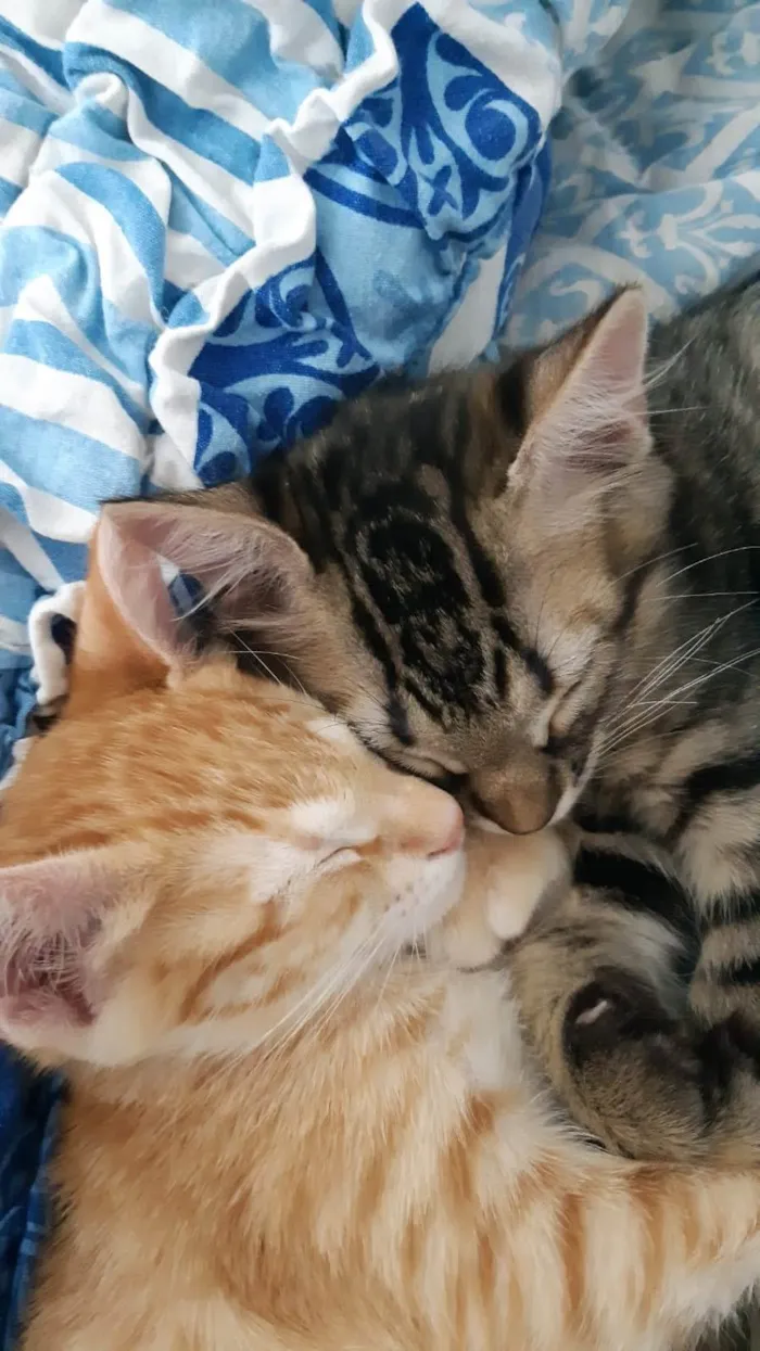 Gato ra a SRD-ViraLata idade 2 a 6 meses nome Dois gatinhos