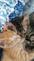 Dois gatinhos