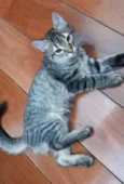 Dois gatinhos