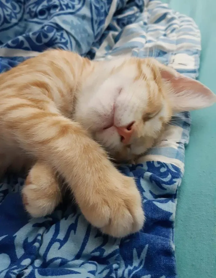 Gato ra a SRD-ViraLata idade 2 a 6 meses nome Dois gatinhos