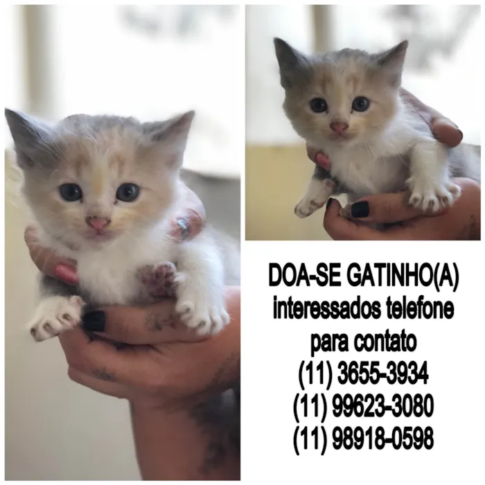 Gato ra a  idade Abaixo de 2 meses nome Sem nome 