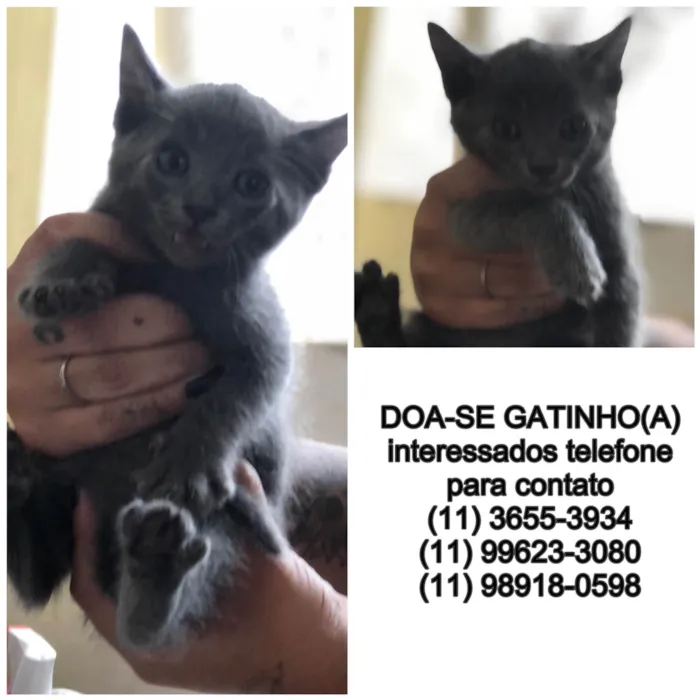 Gato ra a  idade Abaixo de 2 meses nome Sem nome 