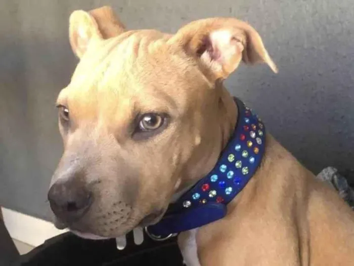 Cachorro ra a Mestico  idade 2 a 6 meses nome Hulk 
