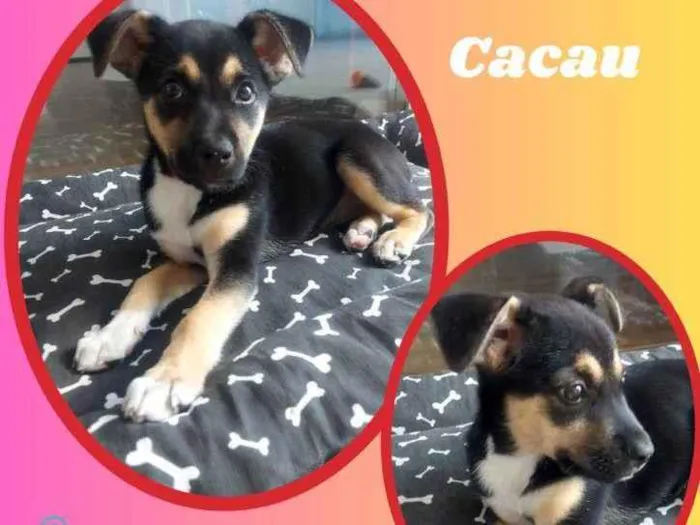 Cachorro raça SRD idade 2 a 6 meses nome Cacau 