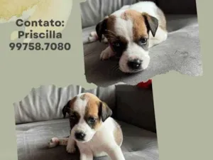 Cachorro raça SRD idade Abaixo de 2 meses nome Arthur 