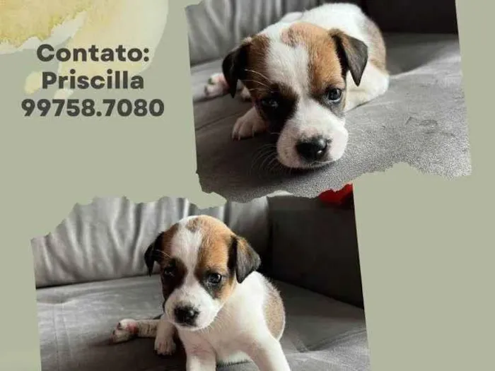 Cachorro raça SRD idade Abaixo de 2 meses nome Arthur 