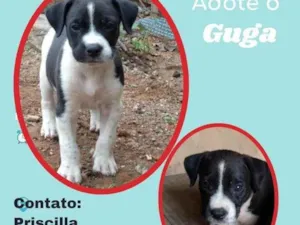 Cachorro raça SRD idade 2 a 6 meses nome Guga 