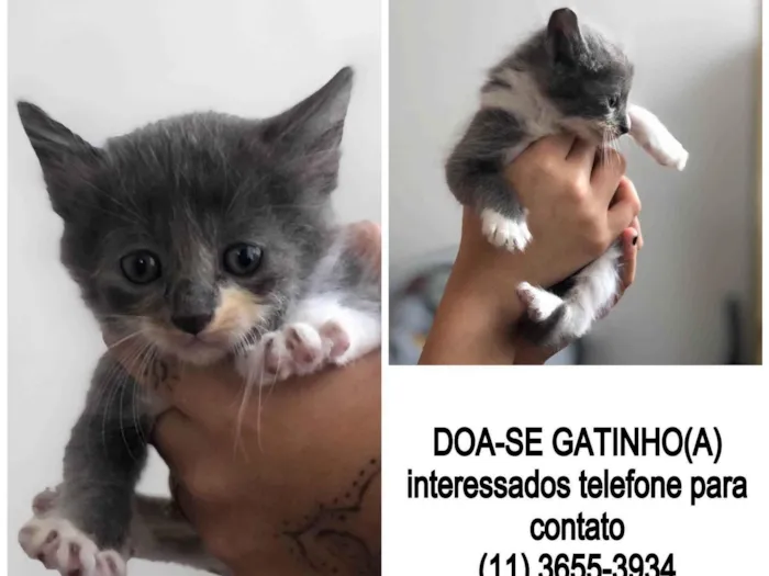 Gato ra a  idade Abaixo de 2 meses nome Sem nome 