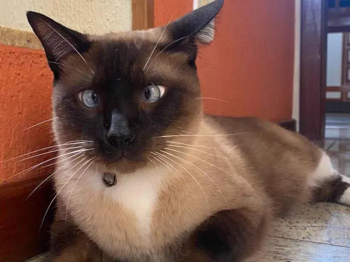 Gato ra a Siamês idade 4 anos nome Dino