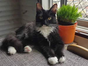 Gato raça SRD-ViraLata idade 2 a 6 meses nome Galateia