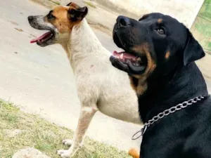 Cachorro raça Viralata  e  rotewalle com viralata  idade 4 anos nome Scub e toquinho