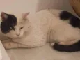 Pirata