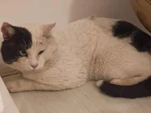 Gato raça SRD idade 2 anos nome Pirata