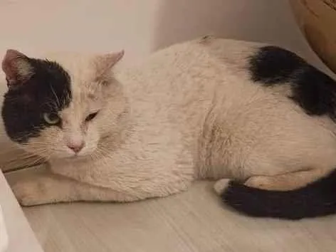 Gato ra a SRD idade 2 anos nome Pirata