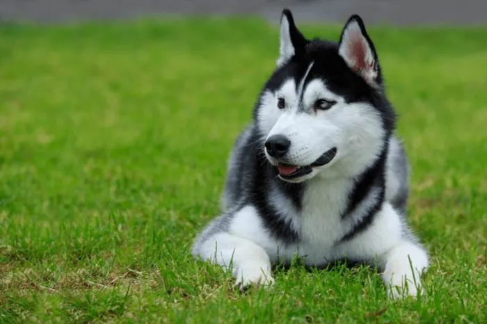 Cachorro ra a Husky Siberiano idade 7 a 11 meses nome Pepe