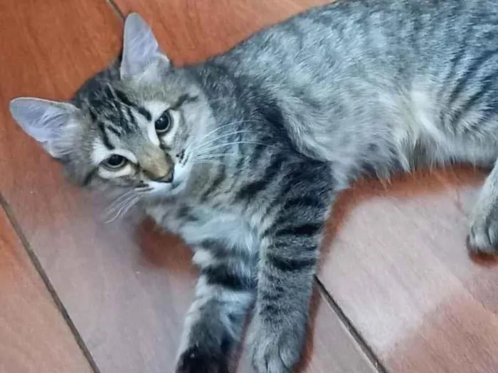 Gato ra a SRD-ViraLata idade 2 a 6 meses nome Dois gatinhos