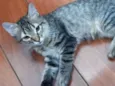 Dois gatinhos