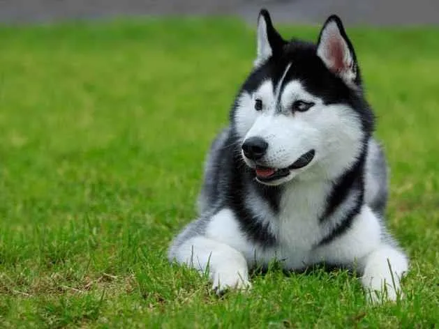 Cachorro ra a Husky Siberiano idade 7 a 11 meses nome Pepe