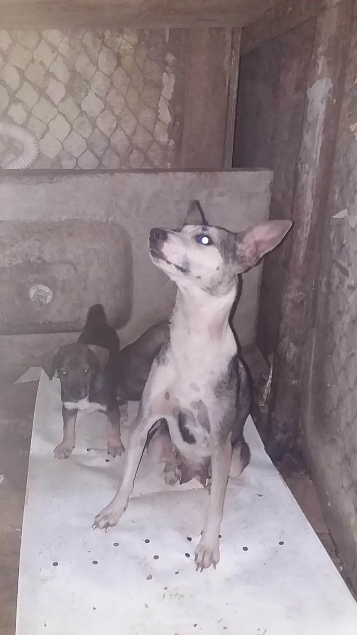 Cachorro ra a  idade 7 a 11 meses nome Mel