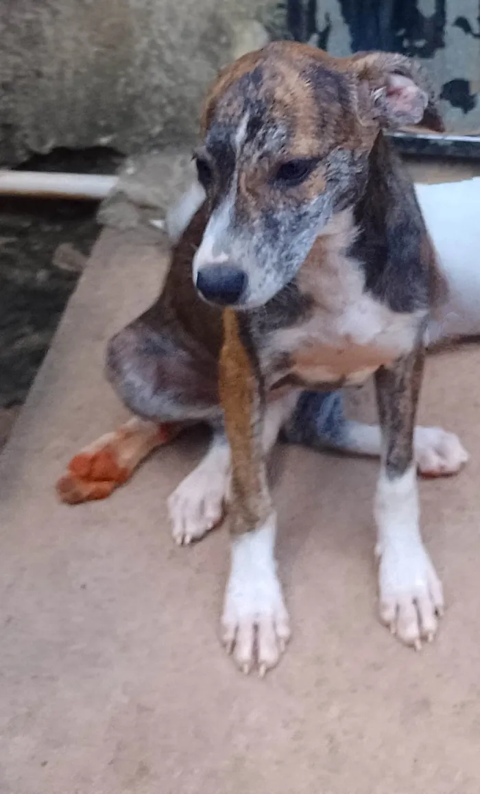 Cachorro ra a SRD-ViraLata idade 2 a 6 meses nome Kira